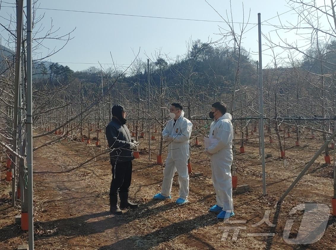 본문 이미지 - 제천시 겨울철 과수농가 예찰 활동.&#40;제천시 제공&#41;/뉴스1 