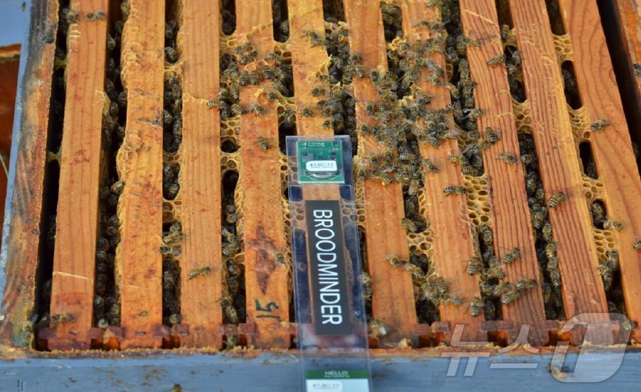 본문 이미지 - 벌통에 설치된 스마트 센서 모습.(용인시 제공)