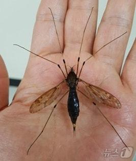 본문 이미지 - 단종대왕각다귀 자료 사진. (영월곤충박물관 제공. 재판매 및 DB금지)/ 2025.2.12/뉴스1