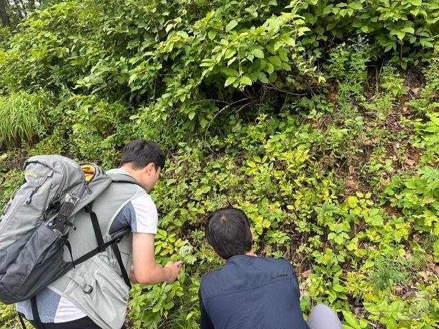 본문 이미지 - 백두대간 자생식물 종자수집 현장조사 모습.(한국수목원정원관리원 제공.재판매 및 DB금지) /뉴스1