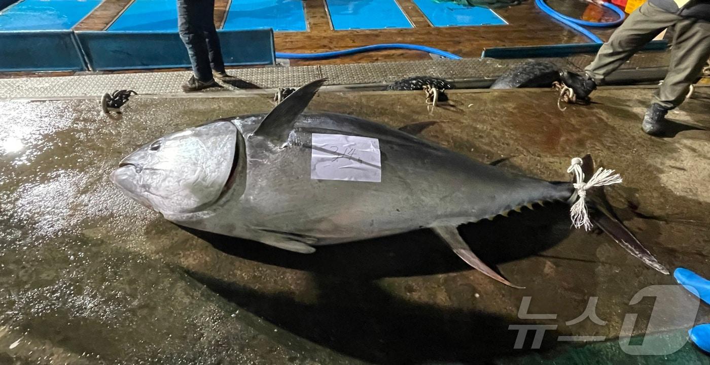 경북 동해안에서는 좀처럼 보기 힘든 대형 참다랑어 한마리가 경북 영덕군 강구면 삼사리 앞 바다에서 혼획됐다. (영덕군제공, 재판매 및 DB 금지) 2025.2.13/뉴스1 