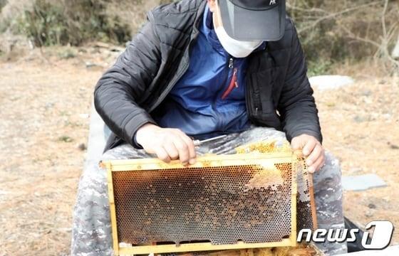 본문 이미지 -  꿀벌통(자료사진)/뉴스1