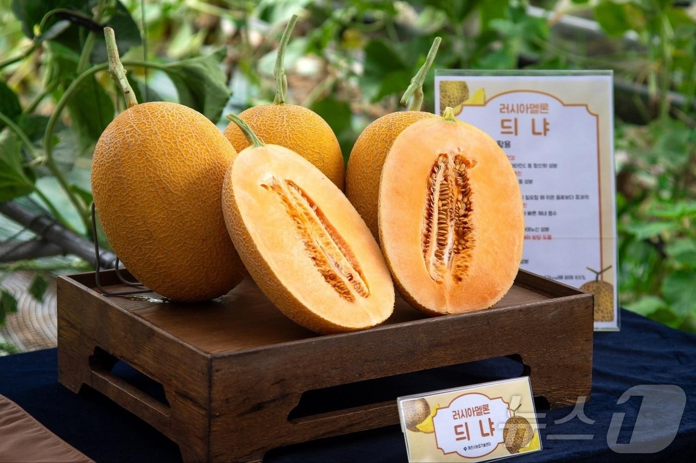 제천지역 농가에서 성공적으로 재배된 이색과일 '듸냐'(제천시 제공. 재판매 및 DB금지)/뉴스1 