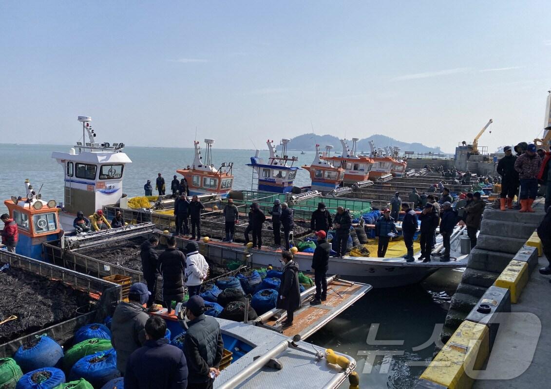 본문 이미지 - 진도군 물김 위판 장면(진도군 제공)/뉴스1 