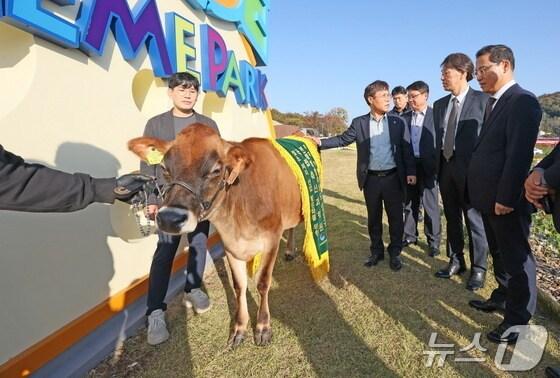 본문 이미지 - 지난 2024년 11월6일 전북자치도 임실군 치즈테마파크에서 열린 저지종 젖소 전달식 모습.(임실군제공. 재판매 및 DB 금지 )/뉴스1