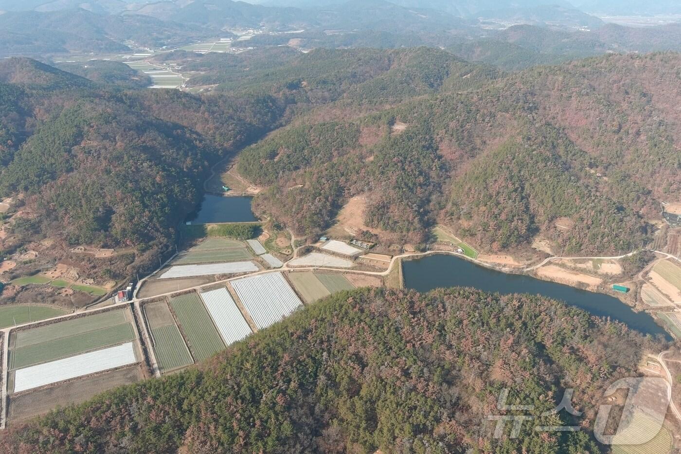 본문 이미지 - 창녕군 소나무재선충병 집단발생지(창녕군 제공. 재판매 및 DB금지).