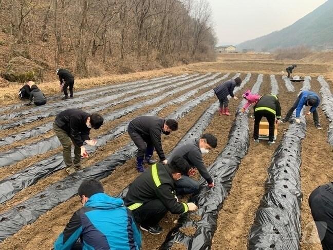 본문 이미지 - 지난해 보은군 일손이음  참여자 농촌일손 돕기 모습 (보은군 제공. 재판매 및 DB금지) /뉴스1