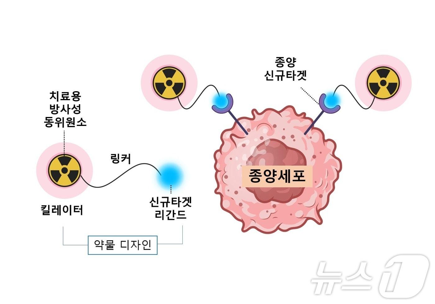 방사성 리간드 치료제의 종양 치료 기전(서울대학교병원 제공)