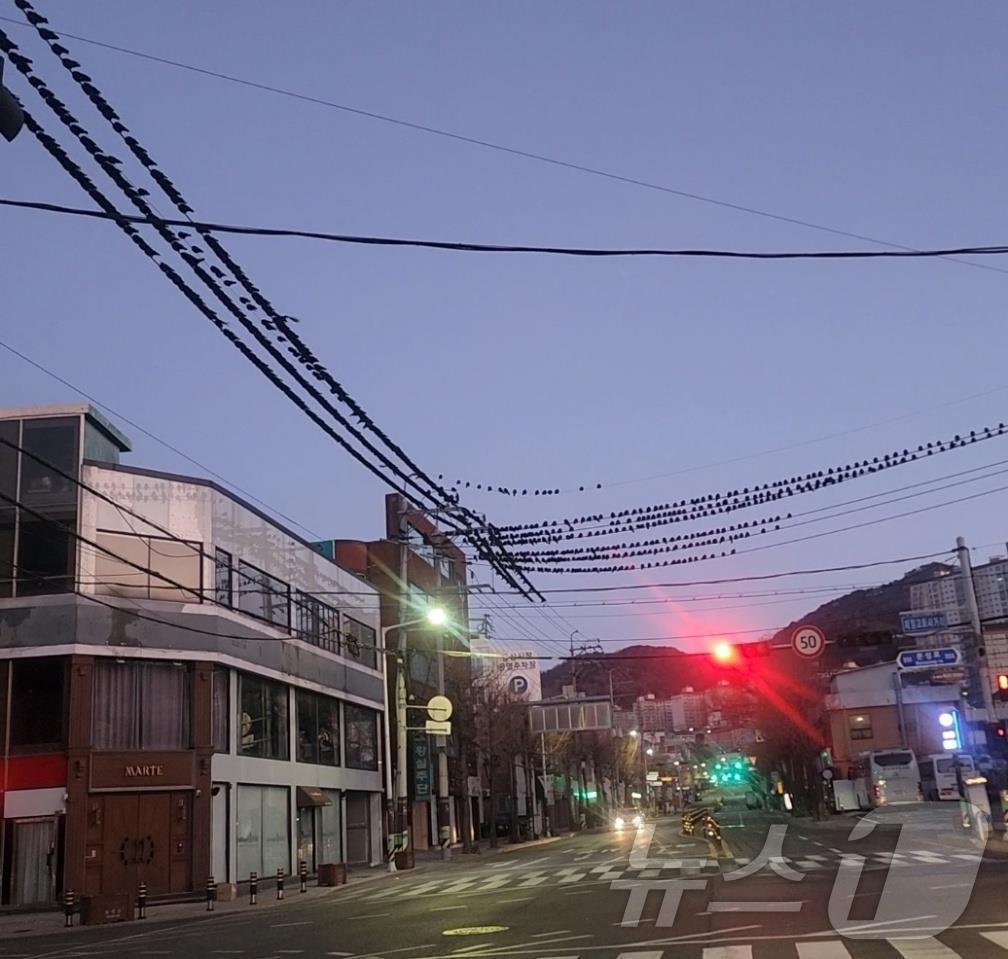 본문 이미지 - 김해시가 떼까마귀 퇴치반을 운영한다. 사진은 도심 전기줄에 모인 떼까마귀 모습.(김해시 제공. 재판매 및 DB금지)