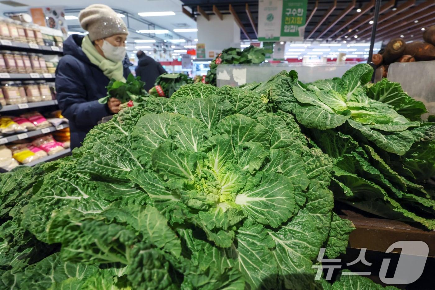 본문 이미지 -  서울의 한 대형마트에서 봄동이 판매되고 있다. 2025.2.18 ⓒ 뉴스1 민경석 기자