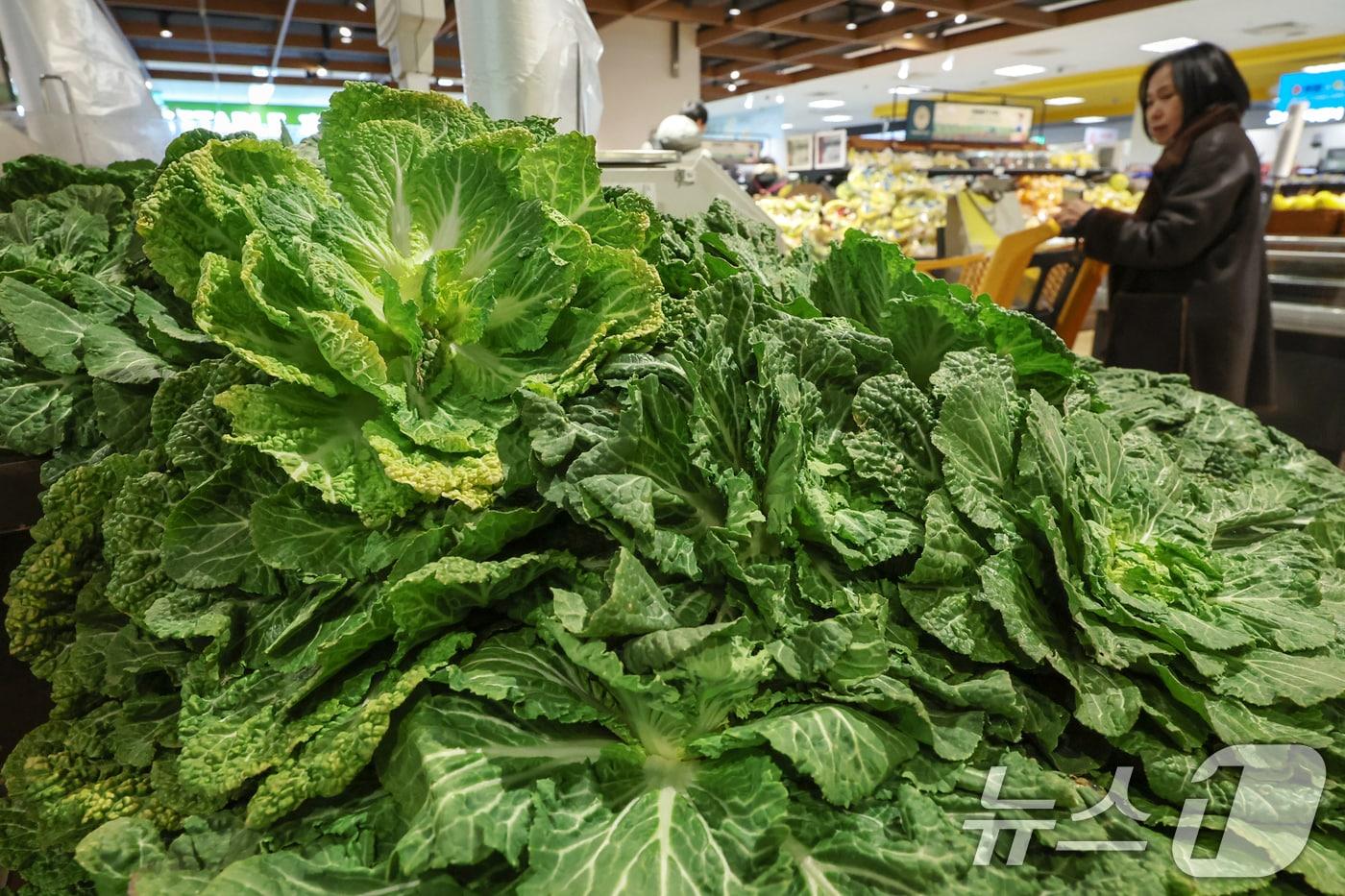본문 이미지 -  서울의 한 대형마트에서 판매되고 있는 봄동.  ⓒ 뉴스1 민경석 기자