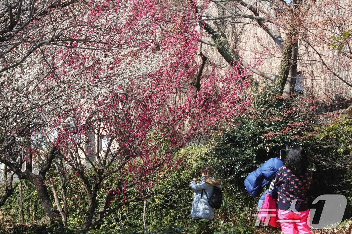 눈이 녹기 시작한다는 절기상 '우수'인 18일 오전 제주 서귀포시 서귀동 이중섭 거리에 매화가 피어 오가는 이들의 눈길을 사로잡고 있다. 2025.2.18/뉴스1 ⓒ News1 오현지 기자