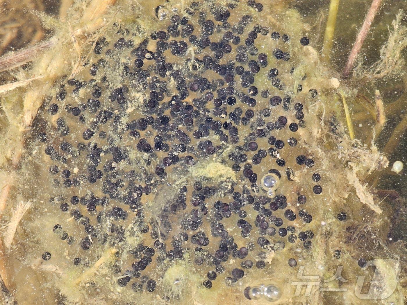 본문 이미지 - 큰산개구리 알 관측 사진(청주시 제공. 재판매 및 DB금지)/뉴스1 