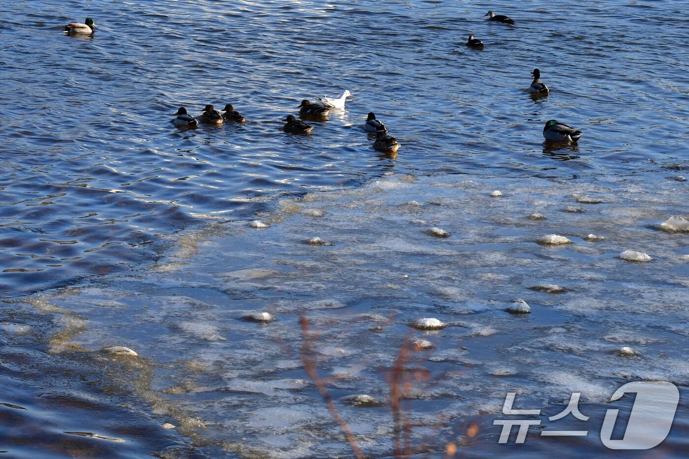 강추위가 기승을 부린 19일 오전 경북 포항시 남구 연일읍 형산강에 얼음이 떠 있다. 2025.2.19/뉴스1 ⓒ News1 최창호 기자