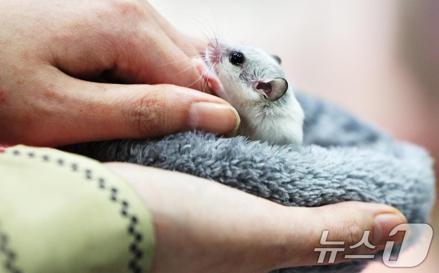 햄스터가 사람 손 위에 앉아 있다. (기사내용과는 관련 없음) ⓒ News1 장수영 기자