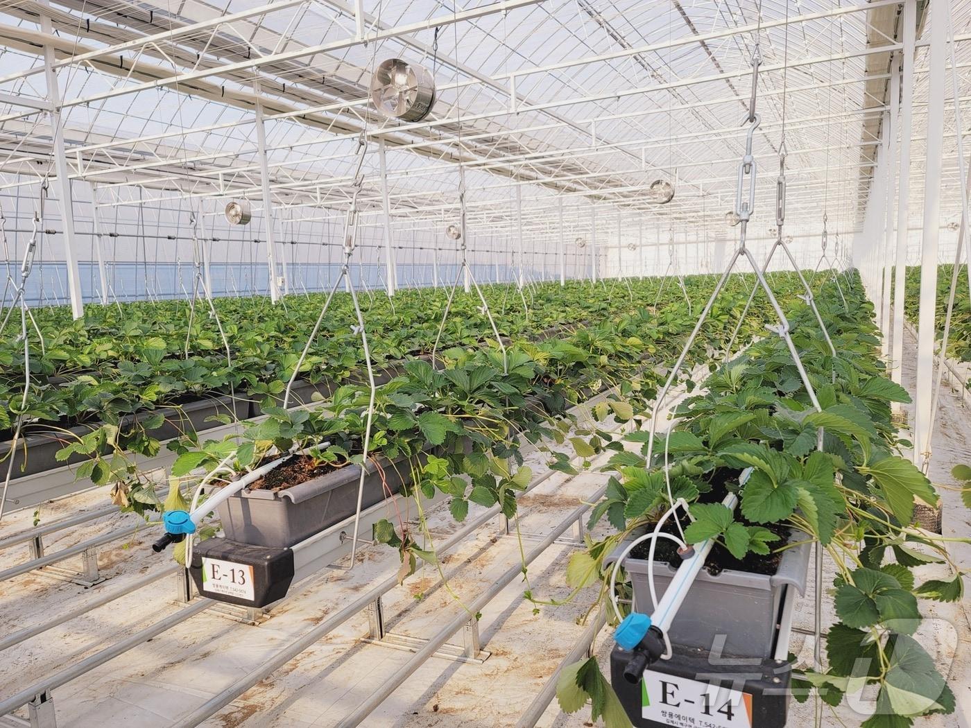 본문 이미지 - 김제시가 임대형 스파트팜 청년농을 위한 경영안정 지원에 나선다.(김제시 제공. 재판매 및 DB금지) 2025.2.20/뉴스1