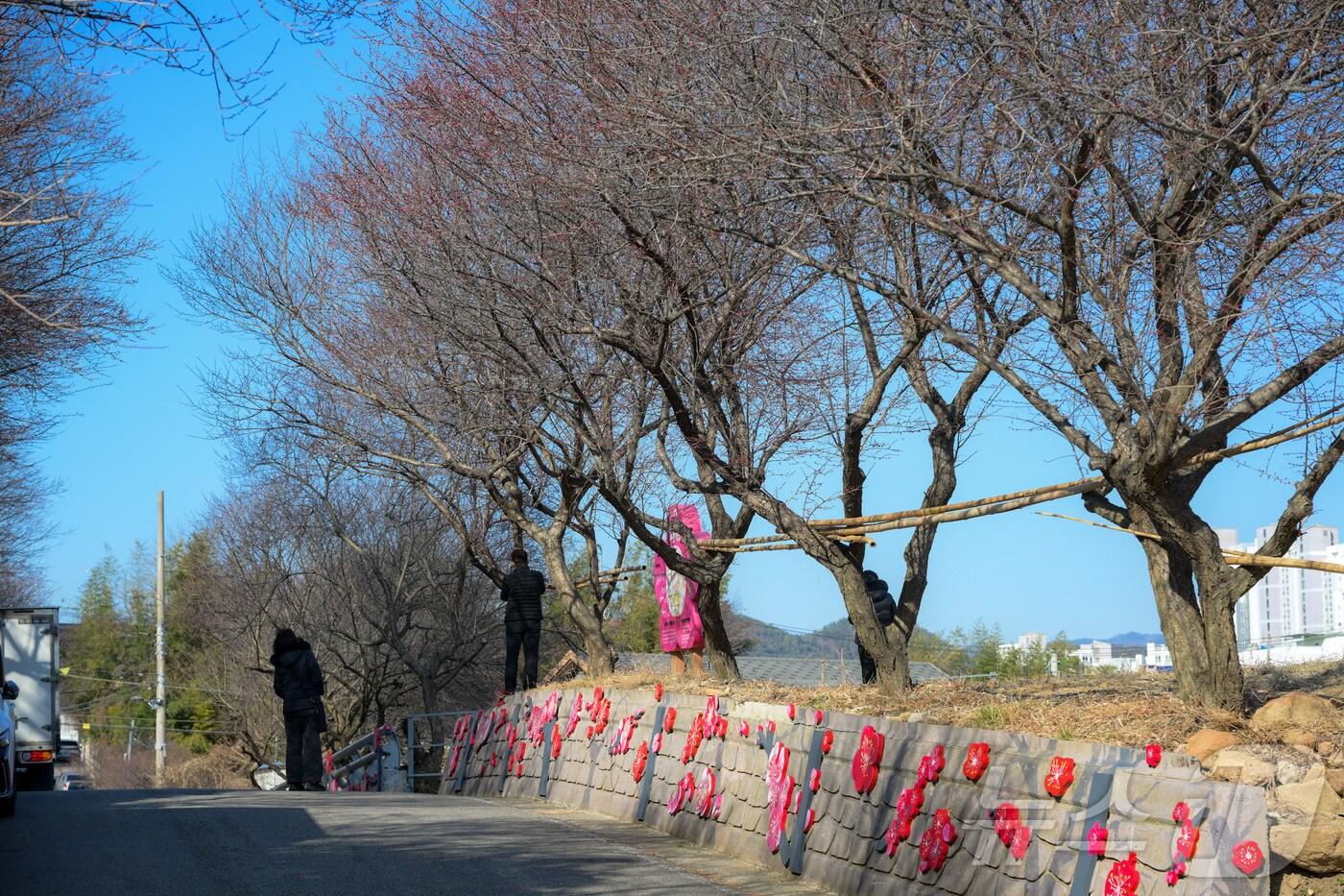 20일 전남 순천시 매곡동 일대의 홍매화 나무에 꽃이 없는 모습. (순천시 제공. 재판매 및 DB금지) 2025.2.20/뉴스1 