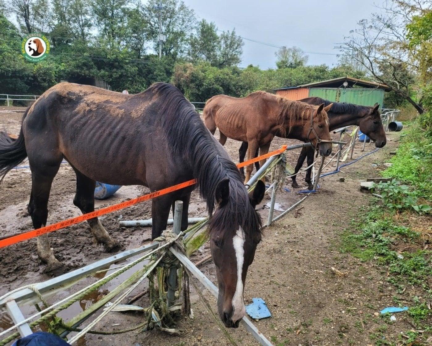 본문 이미지 - 지난해 10월 충남 공주시의 무허가 불법 축사에 방치된 말들이 동물보호단체들에 의해 발견됐다. (비글구조네트워크 제공) ⓒ 뉴스1