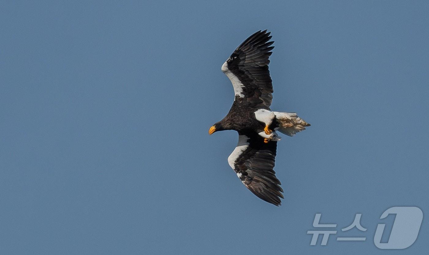 짹짹휴게소 동호인 김태훈씨가 촬영한 참수리의 비행 모습.(울산광역시 제공. 재판매 및 DB 금지)