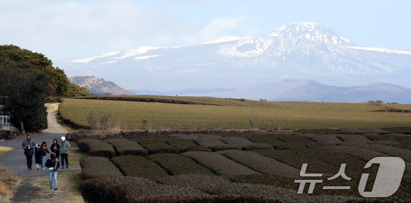 2월 21일 오후 제주 서귀포시 언덕면 오설록 녹차밭을 찾은 관광객들이 눈 쌓인 한라산을 배경으로 막바지 겨울 정취를 즐기고 있다. 2025.2.21/뉴스1 ⓒ News1 오현지 기자