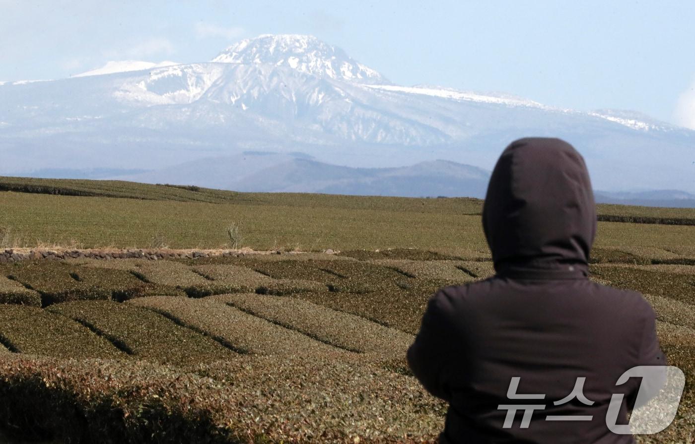 본문 이미지 - 녹차밭과 한라산. (자료사진/뉴스1)