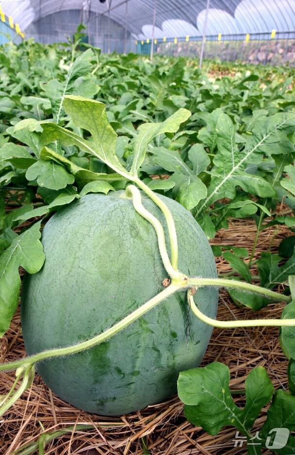 본문 이미지 - 광주 지역 특산품 '무등산 수박'.(광주시 제공. 재판매 및 DB 금지)/뉴스1 