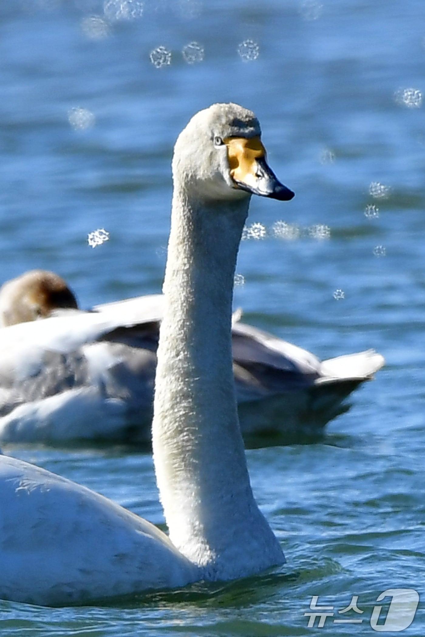 본문 이미지 - 22일 오후 경북 포항시 북구 흥해읍 곡강생태하천에서 천연기념물 201호 큰고니가 주변을 살피고 있다. 2025.2.22/뉴스1 ⓒ News1 최창호 기자