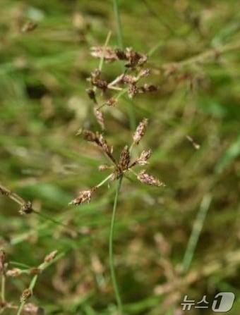 본문 이미지 - 하늘지기 (환경부 제공) ⓒ 뉴스1