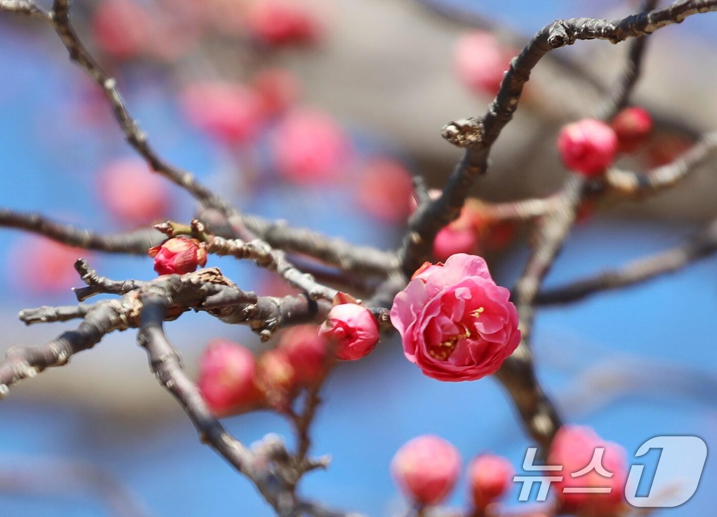 본문 이미지 - 꽃샘추위가 이어진 24일 부산 남구 유엔기념공원에서 홍매화가 꽃망울을 터뜨려 눈길을 끌고 있다. 2025.2.24/뉴스1 ⓒ News1 윤일지 기자