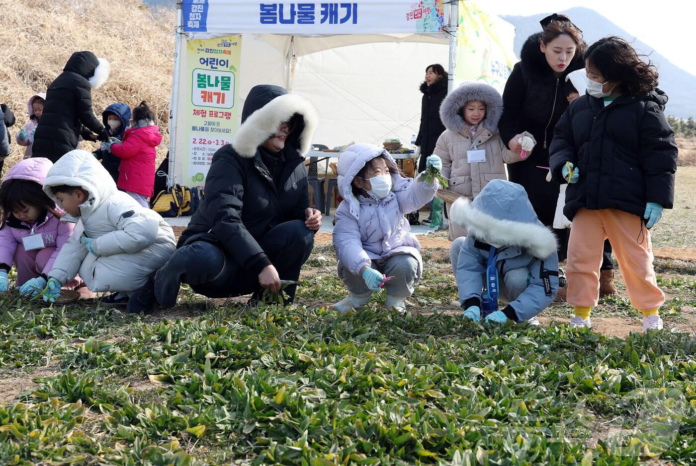 제53회 강진청자축제가 전남 강진군 대구면 청자촌 일원에서 열리고 있는 가운데 24일 다소 쌀쌀한 날씨에도 불구하고 축제장을 찾은 어린이들이 고사리 손으로 봄나물을 캐며 즐거운 한 때를 보내고 있다.(강진군 제공, 재판매 및 DB 금지) 2025.2.24/뉴스1 