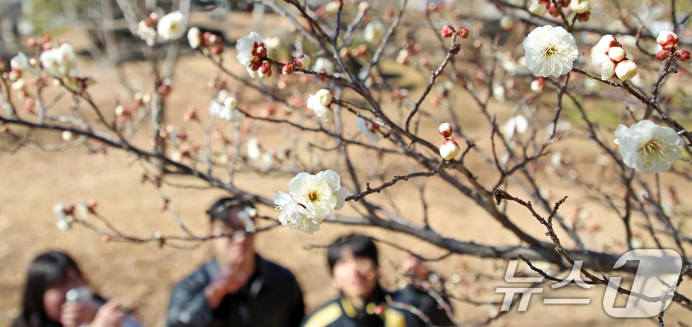 꽃샘추위가 이어진 24일 부산 남구 동명대학교에서 봄의 전령 매화가 꽃망울을 터뜨려 눈길을 끌고 있다. 2025.2.24/뉴스1 ⓒ News1 윤일지 기자
