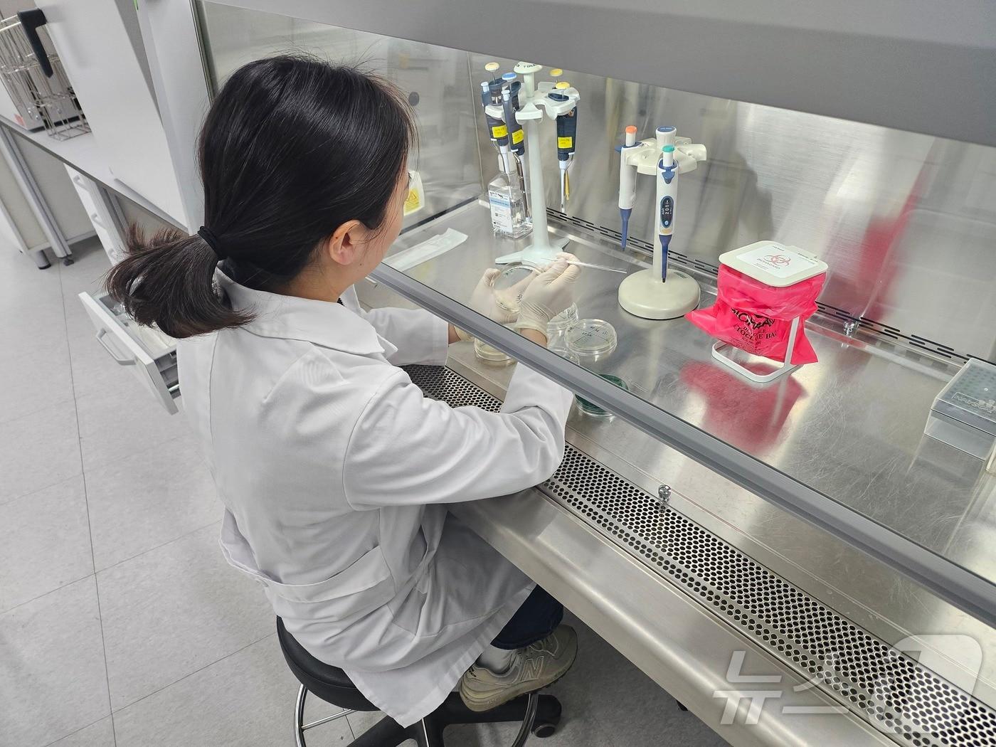 본문 이미지 - 충남보건환경연구원이 비브리오패혈증 시료를 채취해 검사하고 있다. (충남보건환경연구원 제공. 재판매 및 DB금지) /뉴스1