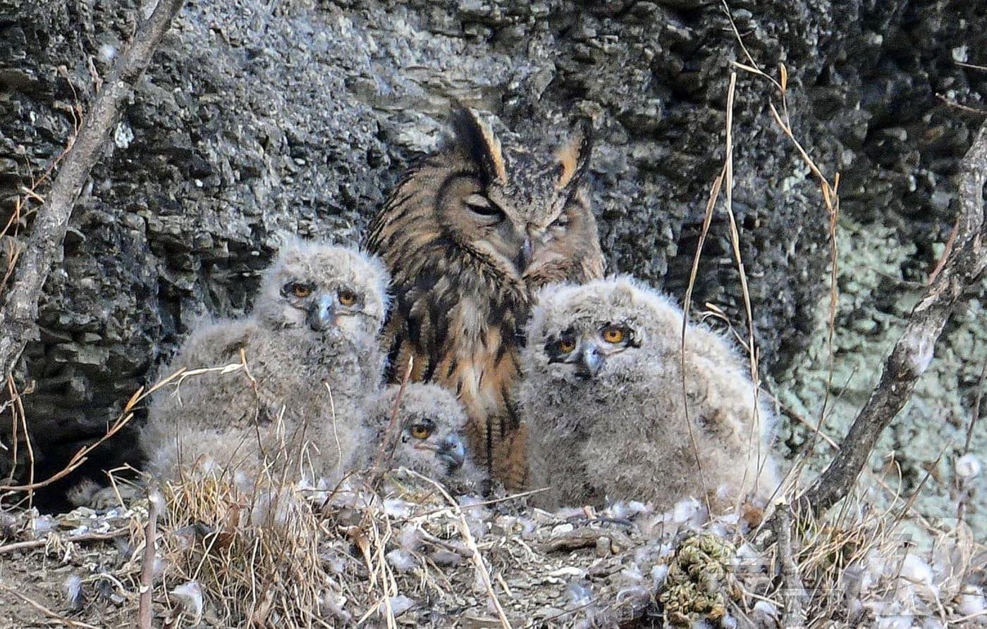 금호강 팔현습지에서 발견된 수리부엉이 어미와 새끼&#40;대구환경운동 연합 제공. 재판매 및 DB금지&#41;