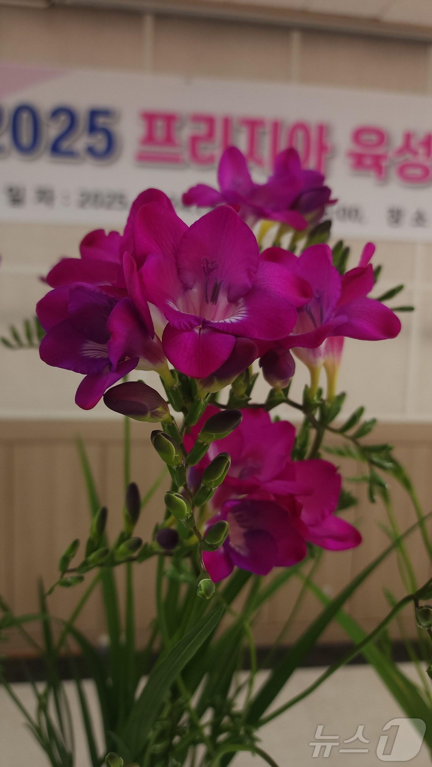 본문 이미지 - 신품종 프리지아. (충남농업기술원 제공. 재판매 및 DB금지) /뉴스1