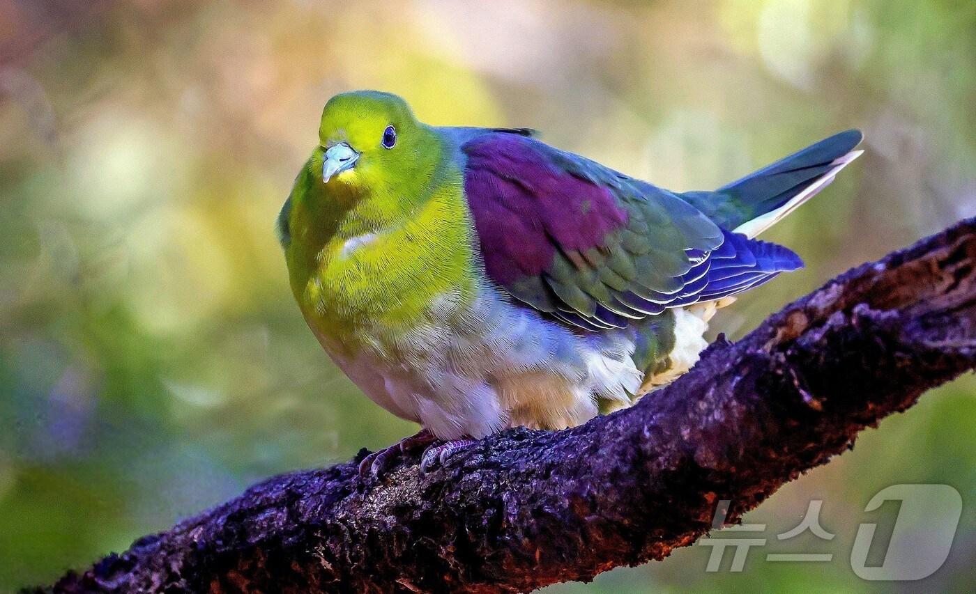 지난 19일 울산 남구에 위치한 울산대공원에서 국내 발견이 힘든 희귀 새인 '녹색비둘기'가 포착됐다. 짹짹휴게소 윤기득 사진작가가 촬영한 녹색비둘기 모습. (울산광역시제공.재판매 및 DB금지).2025.2.25/뉴스1 ⓒ News1 김지혜 기자