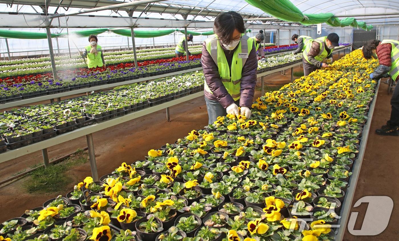 25일 부산 부산진구 백양산 양묘장에서 관계자들이 도심을 단장할 봄꽃을 살피고 있다. 2025.2.25/뉴스1 ⓒ News1 윤일지 기자