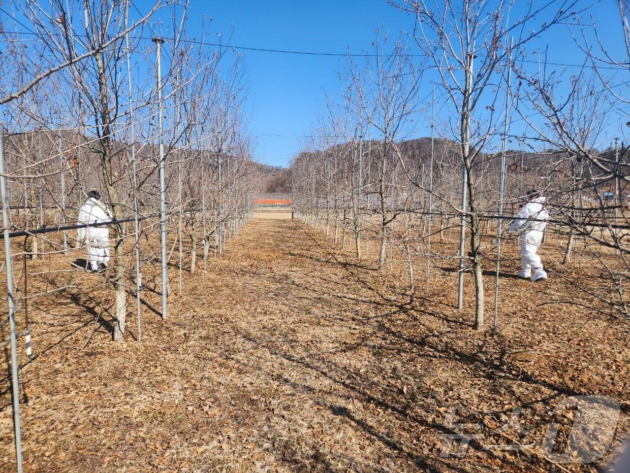 본문 이미지 - 경기 양평군 공무원들이 과수농가를 시찰하고 있다.(양평군 제공, 재판매 및 DB 금지)/뉴스1 