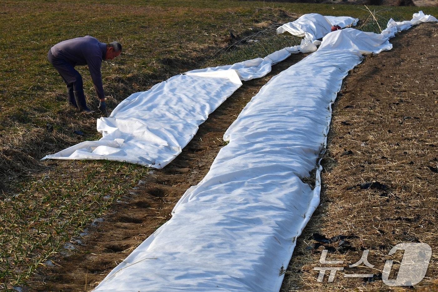 본문 이미지 -  밭에서 농부가 작물을 확인하고 있다. (자료사진) ⓒ 뉴스1 최창호 기자