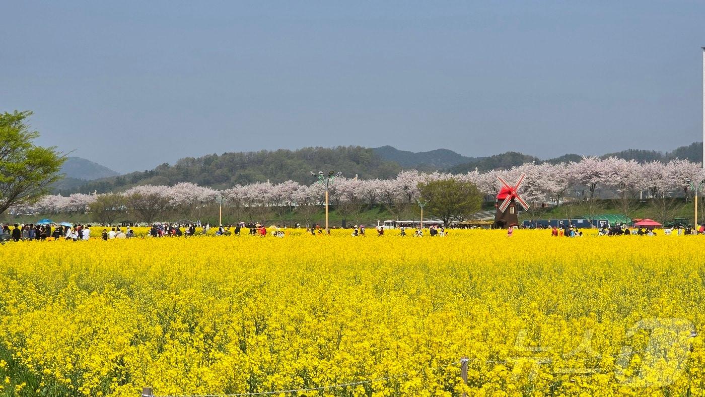 창녕낙동강유채축제&#40;창녕군 제공. 재판매 및 DB금지&#41;.