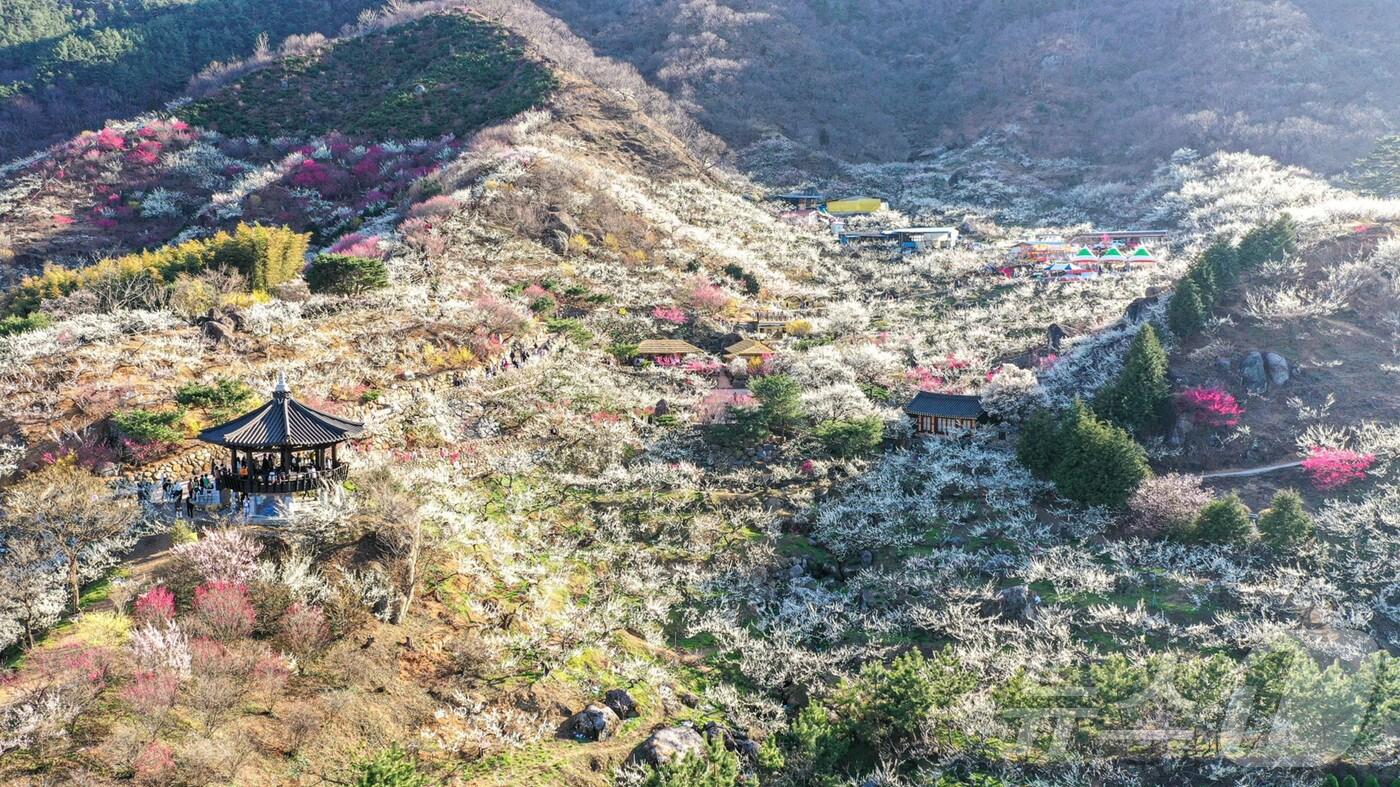 광양매화축제장 
