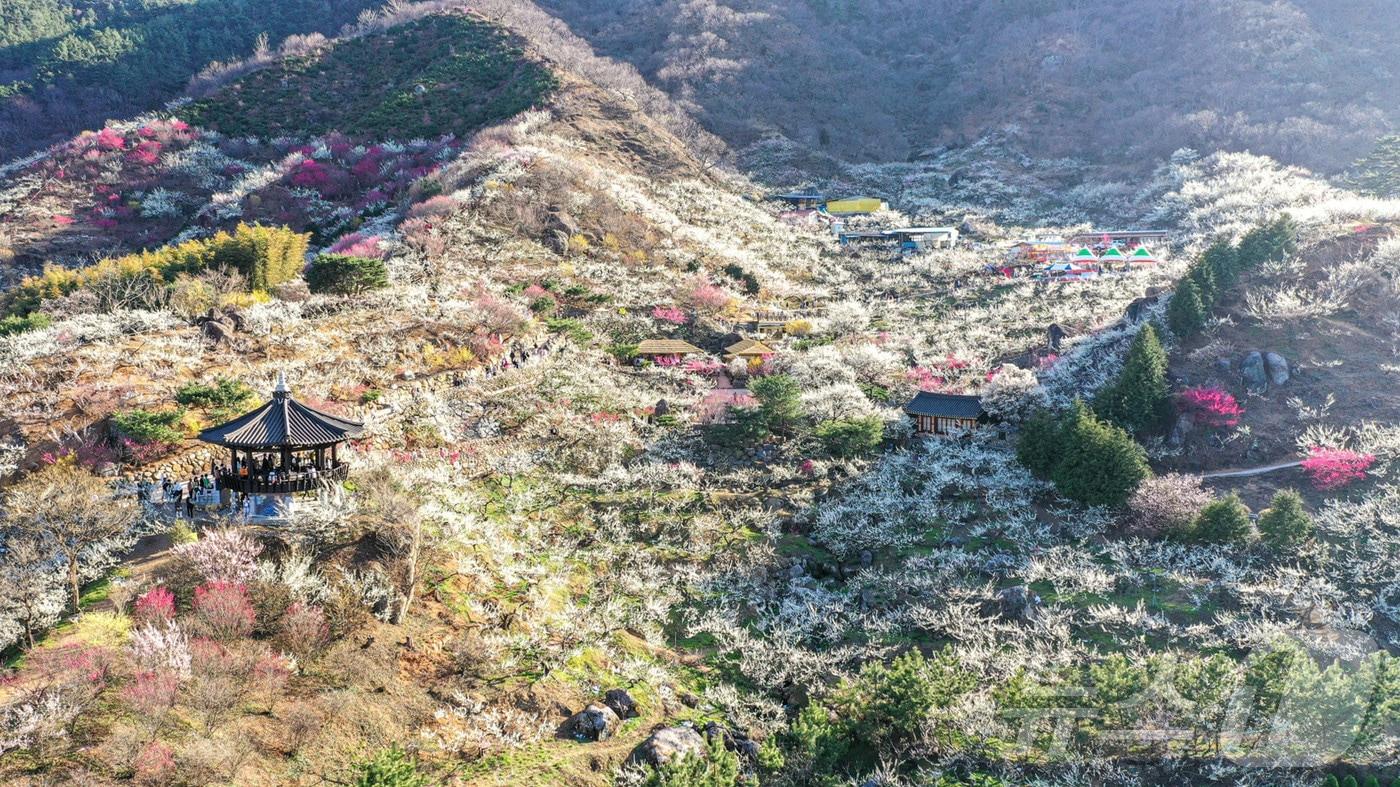광양매화축제장(광양시 제공. 재판매 및 DB 금지)/뉴스1