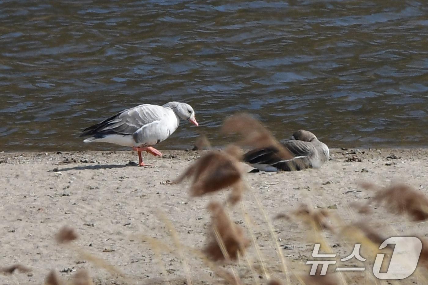 본문 이미지 - 26일 오후 경북 경주시 강동면 형산강에서 흰색 쇠기러기 한마리가 큰기러기 곁으로 다가가고 있다. 이날 목격된 흰색 쇠기러기는 몸색깔이 부분적으로 색소가 소실된 루시즘 개체로 추정된다. 2025.2.26/뉴스1 ⓒ News1 최창호 기자