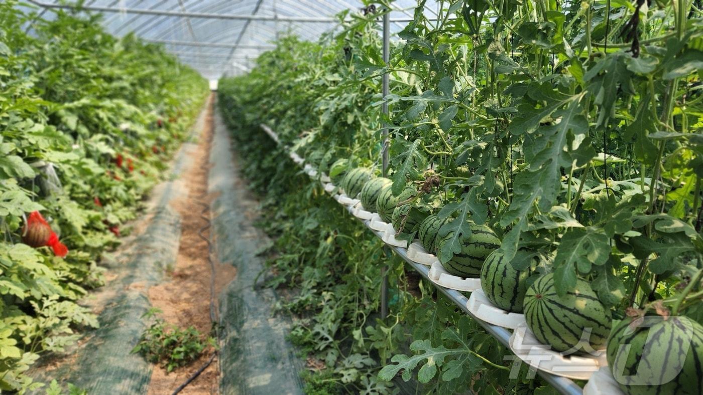 본문 이미지 - 충북 진천 애플수박 수직재배 모습/뉴스1