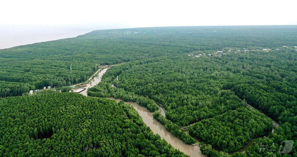 본문 이미지 - 베트남 남딘성 쑤안투이 국립공원 홍강 맹그로브 일대(산림청 제공.재판매 및 DB금지)/뉴스1