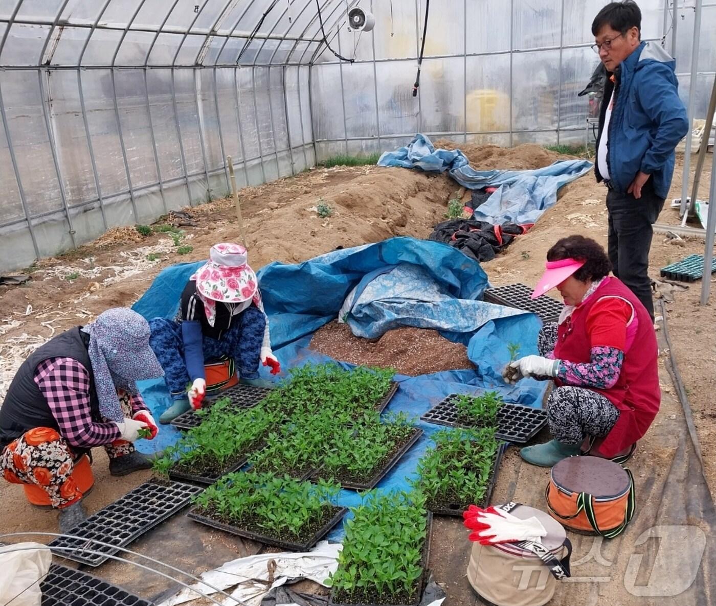 본문 이미지 - 충북 증평군 일손지원 기동대 활동 모습/뉴스1