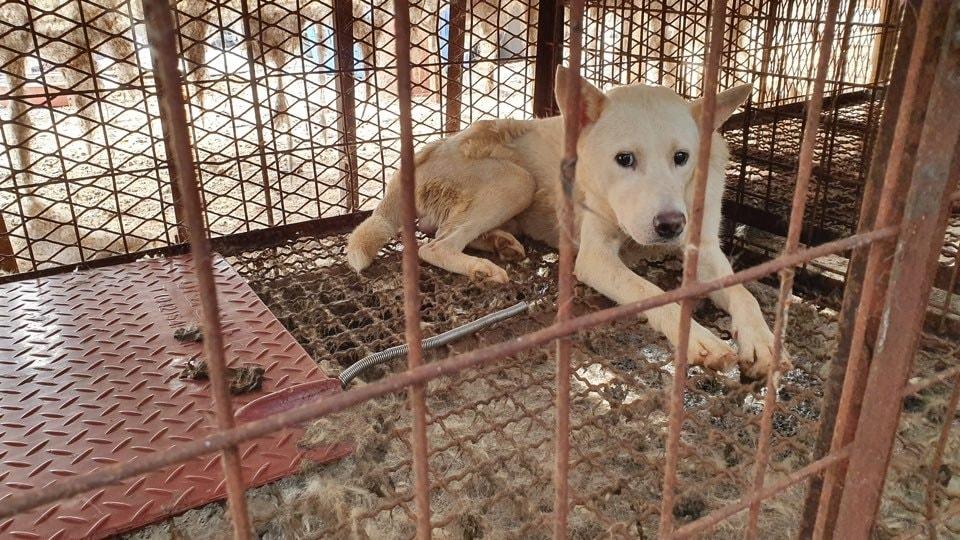 본문 이미지 - 개식용종식법의 유예기간을 1년 더 연장하는 개정안이 발의되면서 동물단체가 강력히 반발하고 나섰다. (동물자유연대 제공) ⓒ 뉴스1