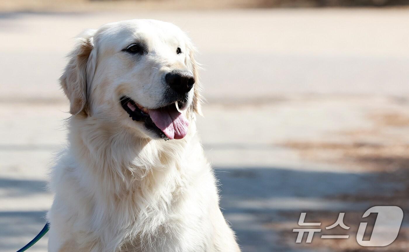 27일 오후 서울 성동구 서울숲에서 한 반려인이 반려견과 함께 산책을 하고 있다. 농림축산식품부는 이날 동물 학대로 유죄 판결을 받아 재범 위험이 높은 학대자는 동물을 기르지 못하게 하는 사육금지제 도입 및 동물 유기자에 대한 벌금을 최대 500만원으로 상향 조정하는 방안이 담긴 '제3차 동물복지 종합계획'(2025∼2029)을 발표했다. 2025.2.27/뉴스1 ⓒ News1 김진환 기자