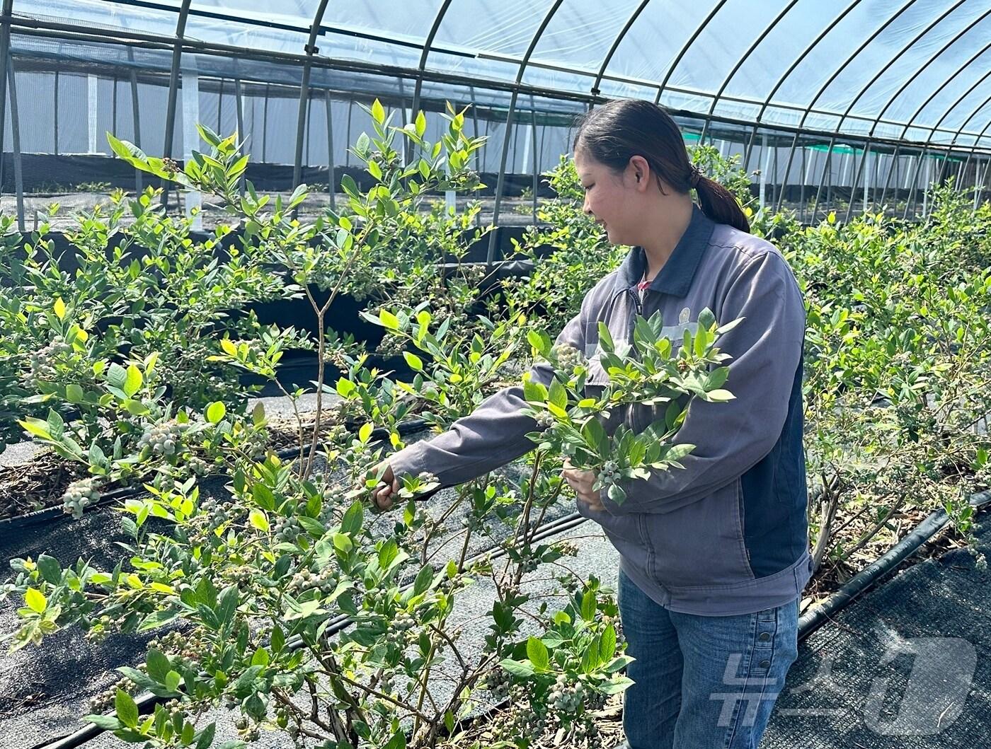본문 이미지 -  정읍시가 법무부 주관 ‘외국인 계절근로 운영 실적 평가’에서 우수 지자체로 선정됐다. 한 외국인 계절근로자가 영농활동을 하고 있다.&#40;정읍시 제공. 재판매 및 DB금지&#41;2025.2.27/뉴스1
