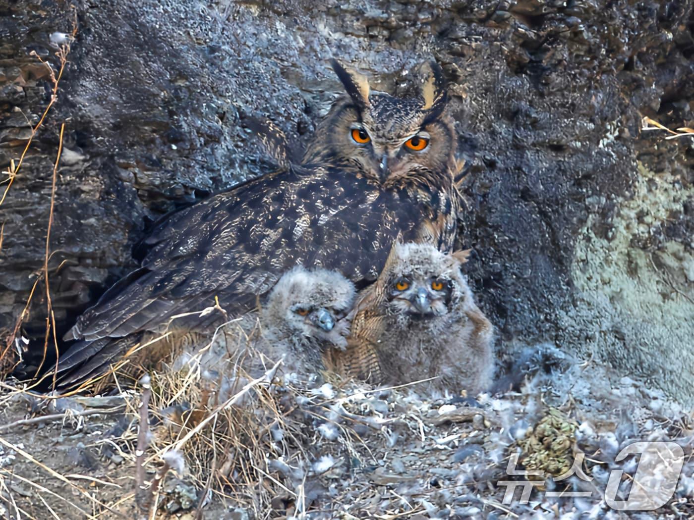 본문 이미지 - 27일 대구시 금호강 팔현습지에서 천연기념물 324호인 수리부엉이가 새끼들을 지키고 있다. 이곳 둥지에서는 3마리의 새끼가 성조가 사냥해 온 먹잇감을 먹으며 맹금류로 성장하고 있다. 2025.2.27/뉴스1 ⓒ News1 최창호 기자