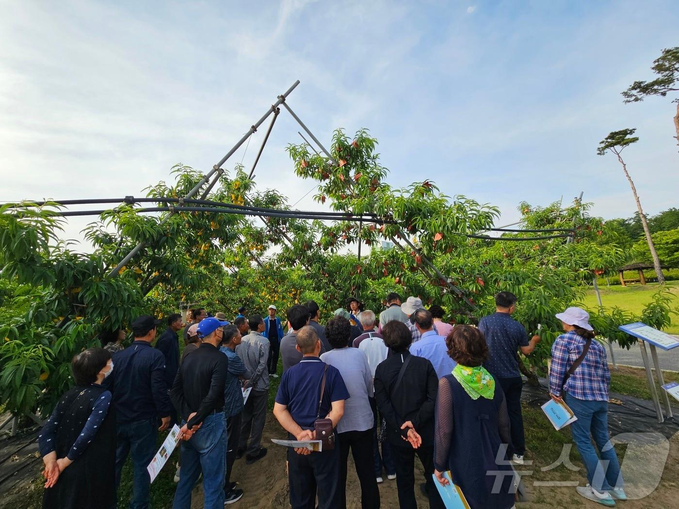 본문 이미지 - 충북 충주시농업기술센터가 고품질 복숭아 생산을 위해 3월부터 9월까지 매달 생육 단계별 교육을 제공한다. 사진은 지난해 교육 모습.(충주시 제공. 재판매 및 DB금지)/뉴스1 
